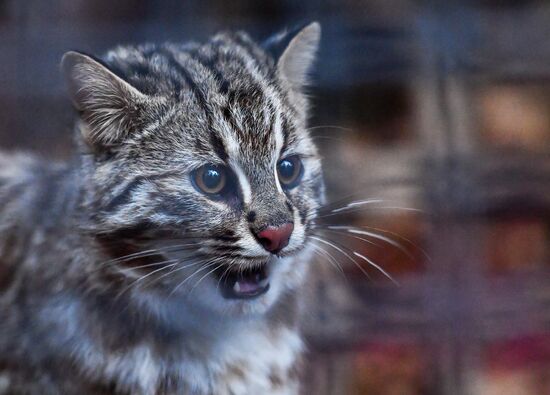 Russia Amur Leopard Cat 