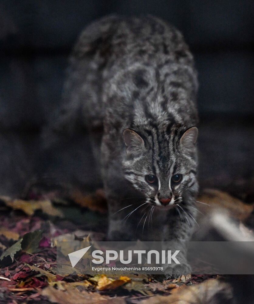 Russia Amur Leopard Cat