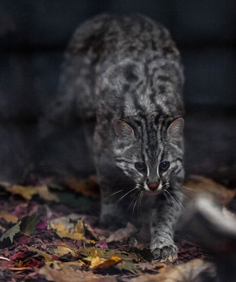 Russia Amur Leopard Cat 