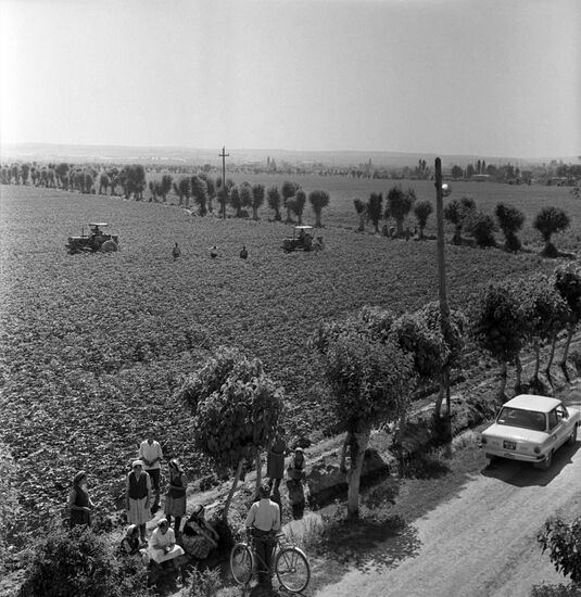 Pravda Vostoka collective farm in Uzbek SSR