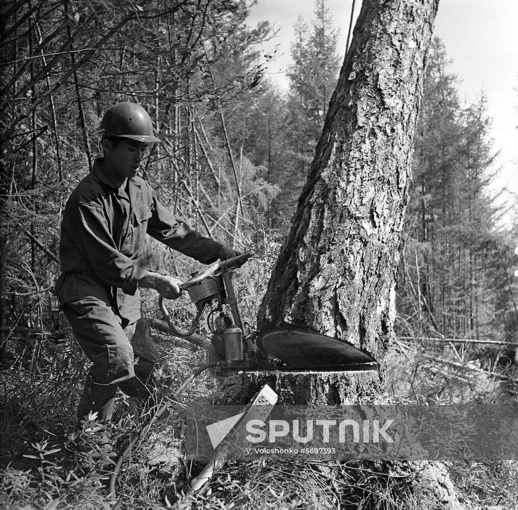 Cooperation between Soviet and Korean loggers