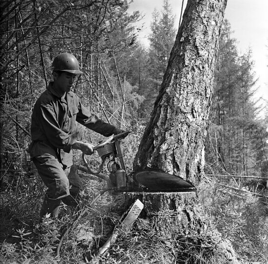 Cooperation between Soviet and Korean loggers