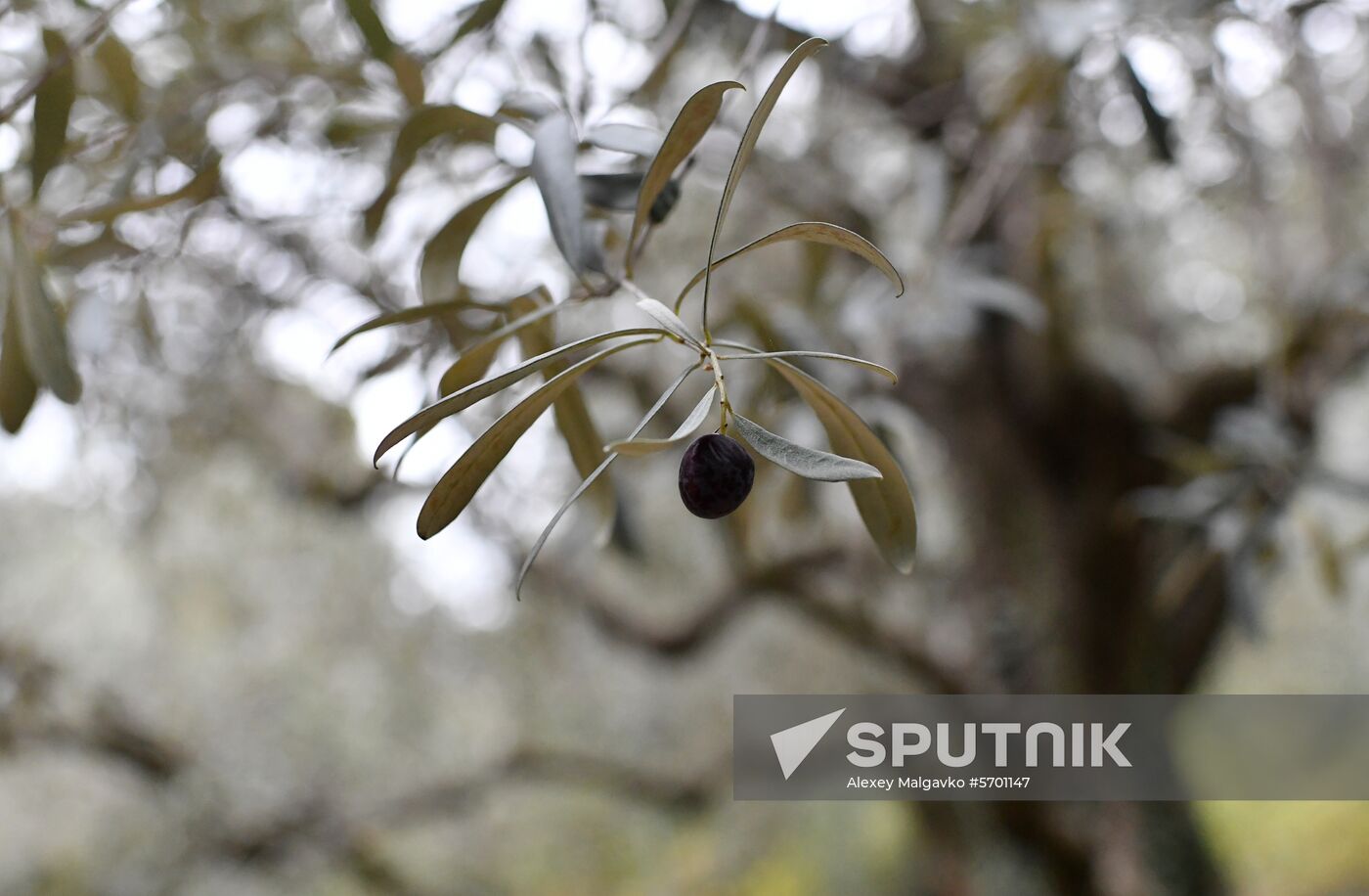 Olive harvesting in Nikitsky Botanical Garden