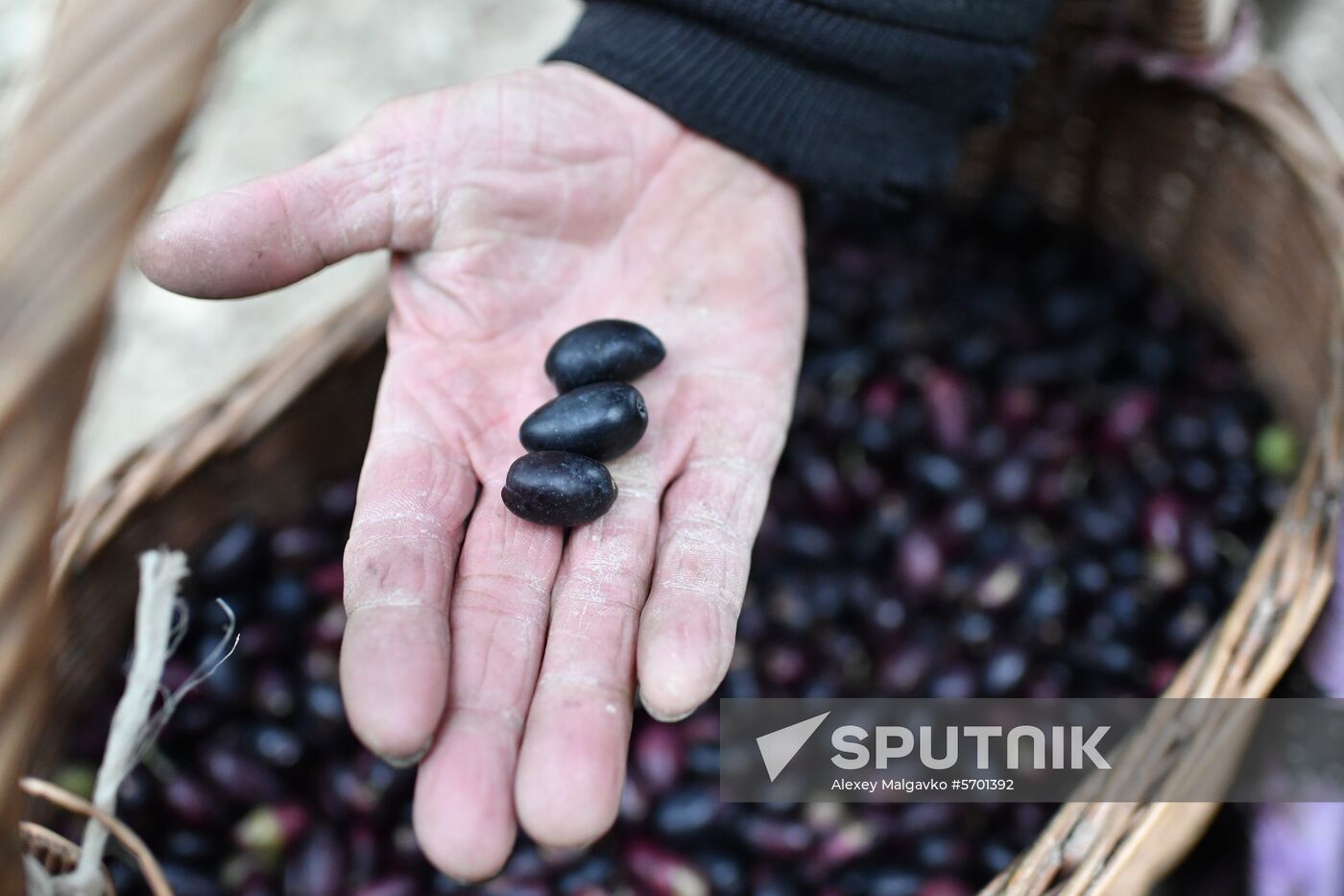 Russia Olive Harvest