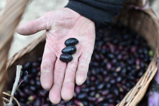 Russia Olive Harvest