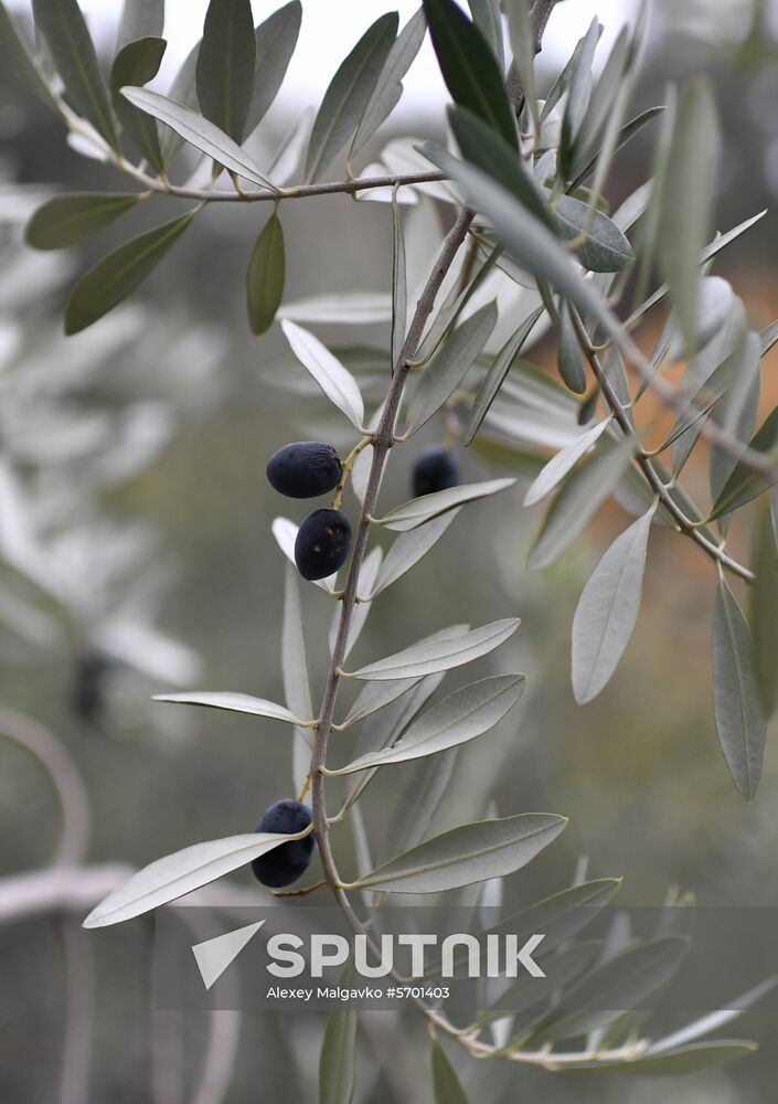 Russia Olive Harvest