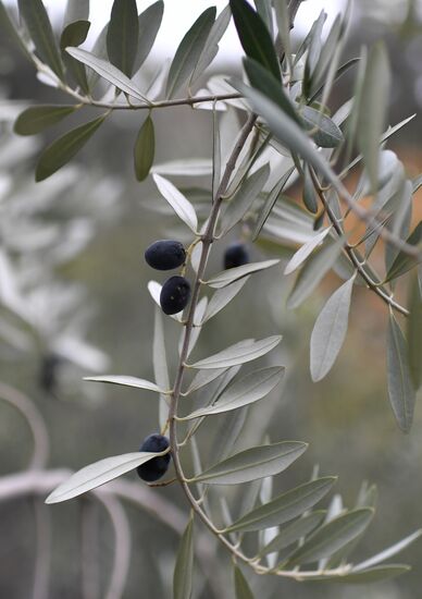 Russia Olive Harvest