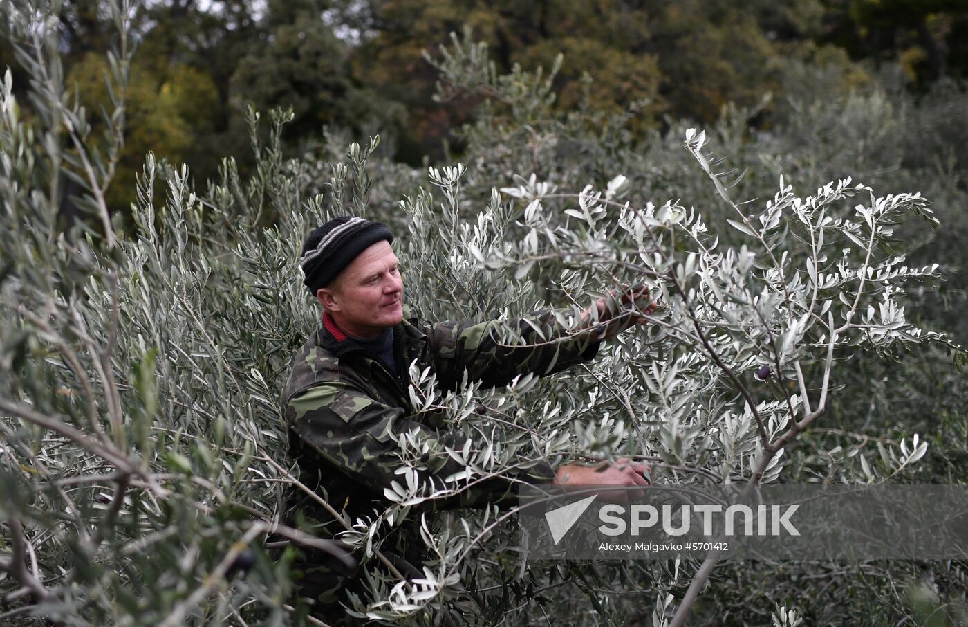 Russia Olive Harvest