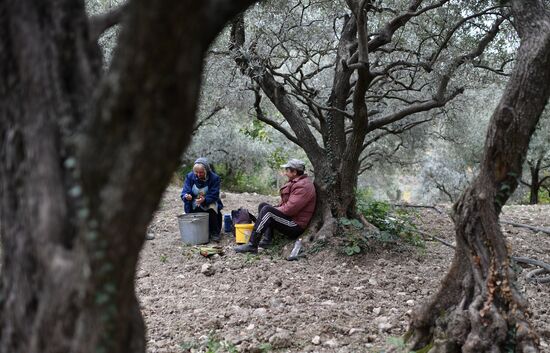Russia Olive Harvest
