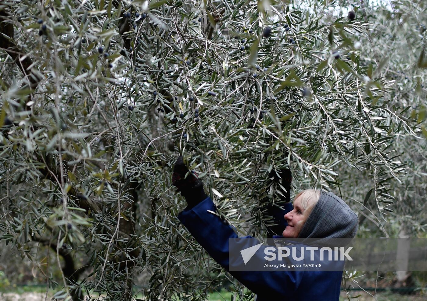 Russia Olive Harvest