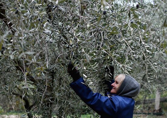 Russia Olive Harvest