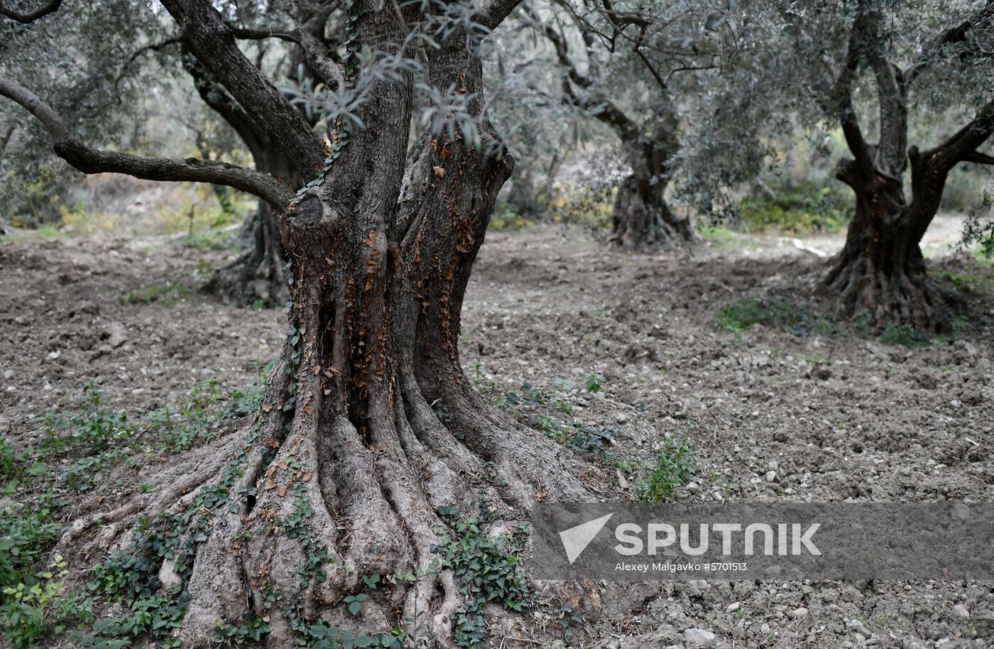 Russia Olive Harvest