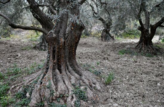 Russia Olive Harvest