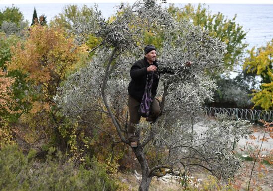 Russia Olive Harvest