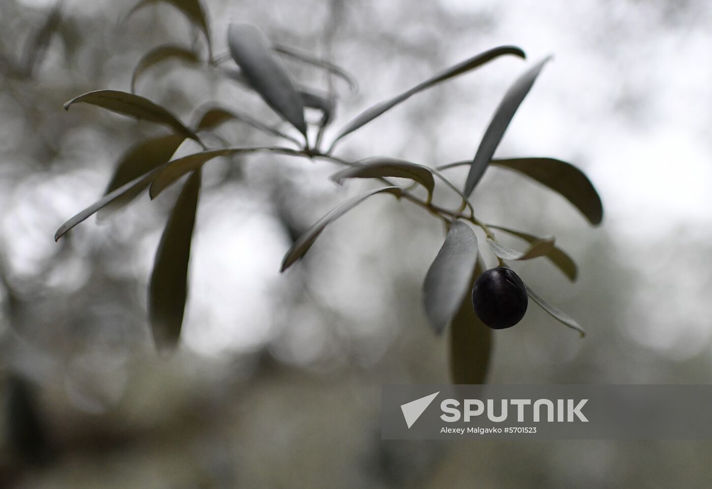 Russia Olive Harvest