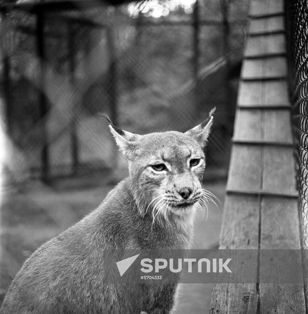 Far Eastern lynx