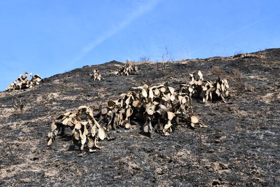 Consequences of wildfires in California