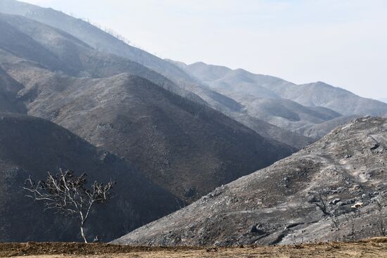 Consequences of wildfires in California