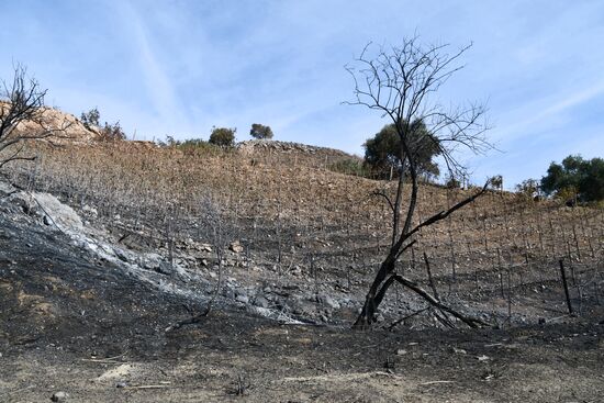 Consequences of wildfires in California