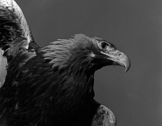 Golden eagle hunting