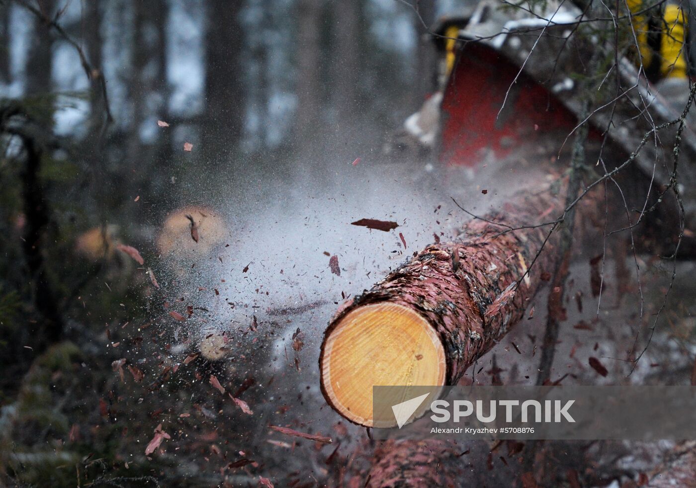 Russia Wood