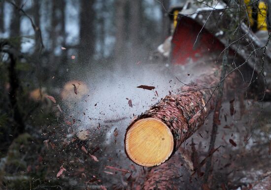Russia Wood