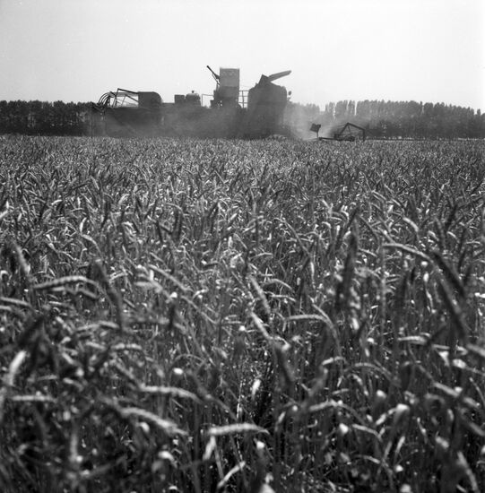 Leninets collective farm in Krasnodar Territory