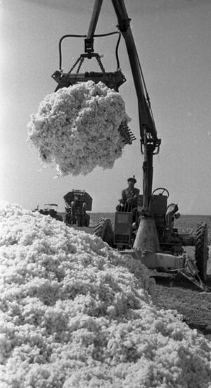 Cotton harvesting in Uzbekistan