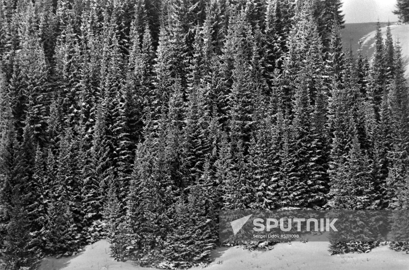 Fir forest in Kirov Region