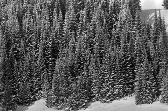 Fir forest in Kirov Region