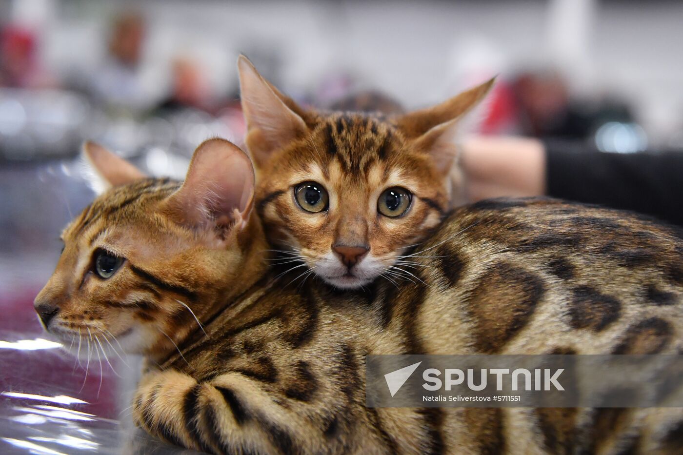 Russia Cat Show