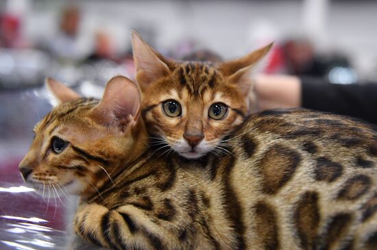 Russia Cat Show