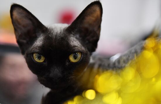 Russia Cat Show