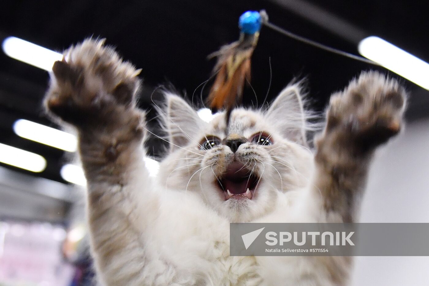 Russia Cat Show