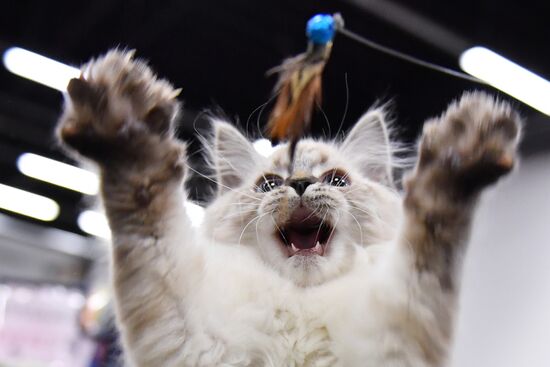 Russia Cat Show