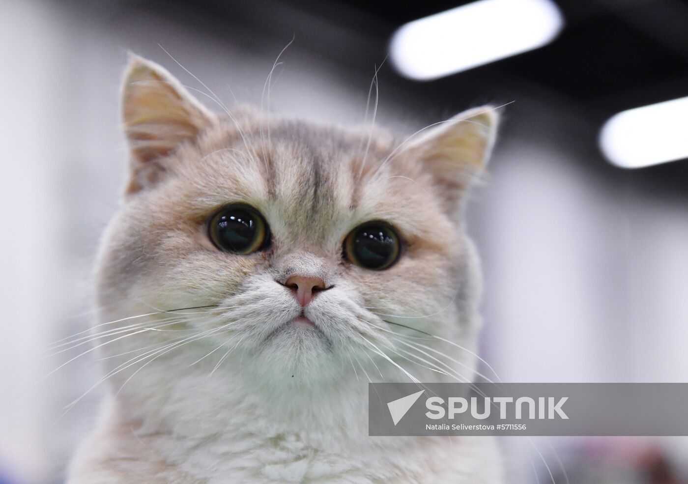 Russia Cat Show
