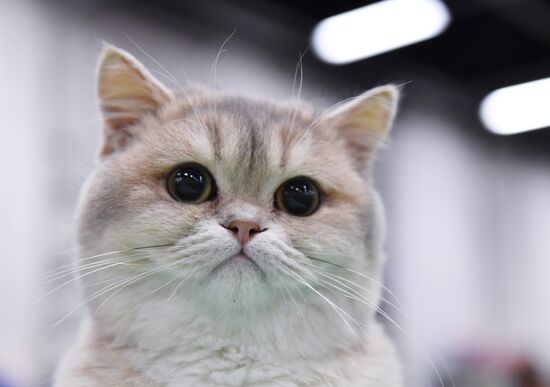 Russia Cat Show