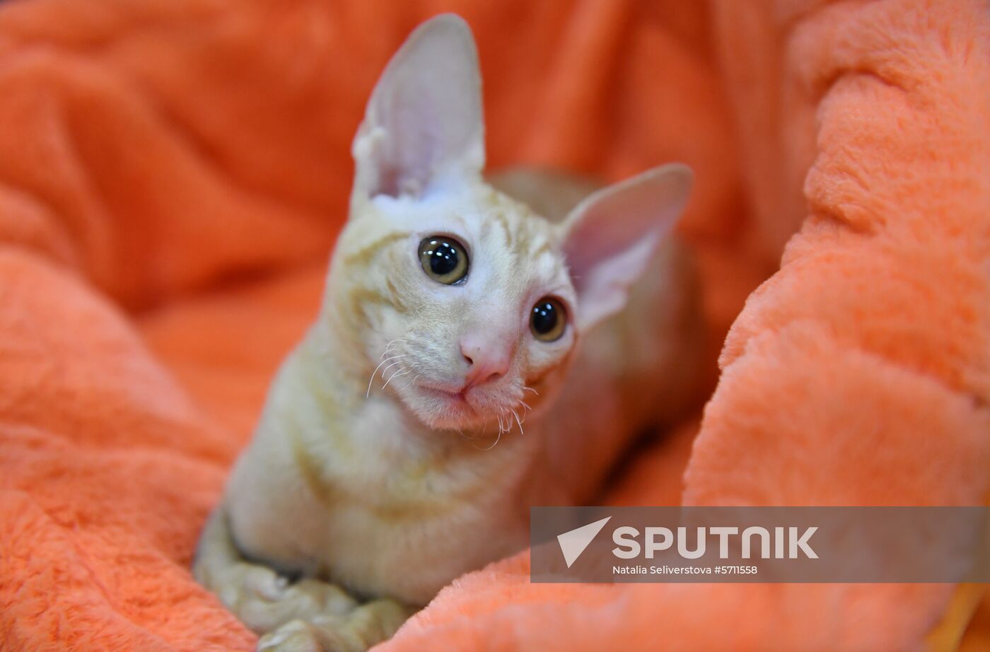 Russia Cat Show