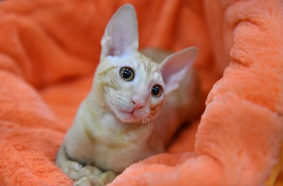 Russia Cat Show