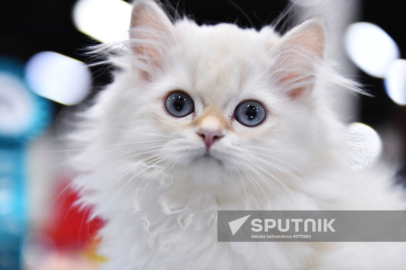 Russia Cat Show