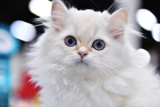 Russia Cat Show