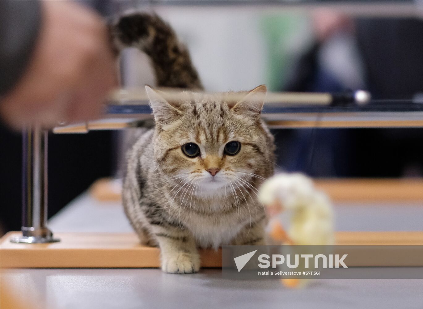 Russia Cat Show