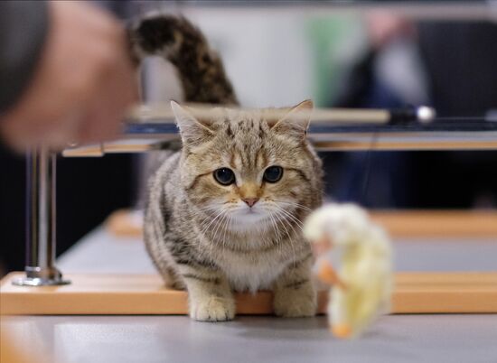 Russia Cat Show