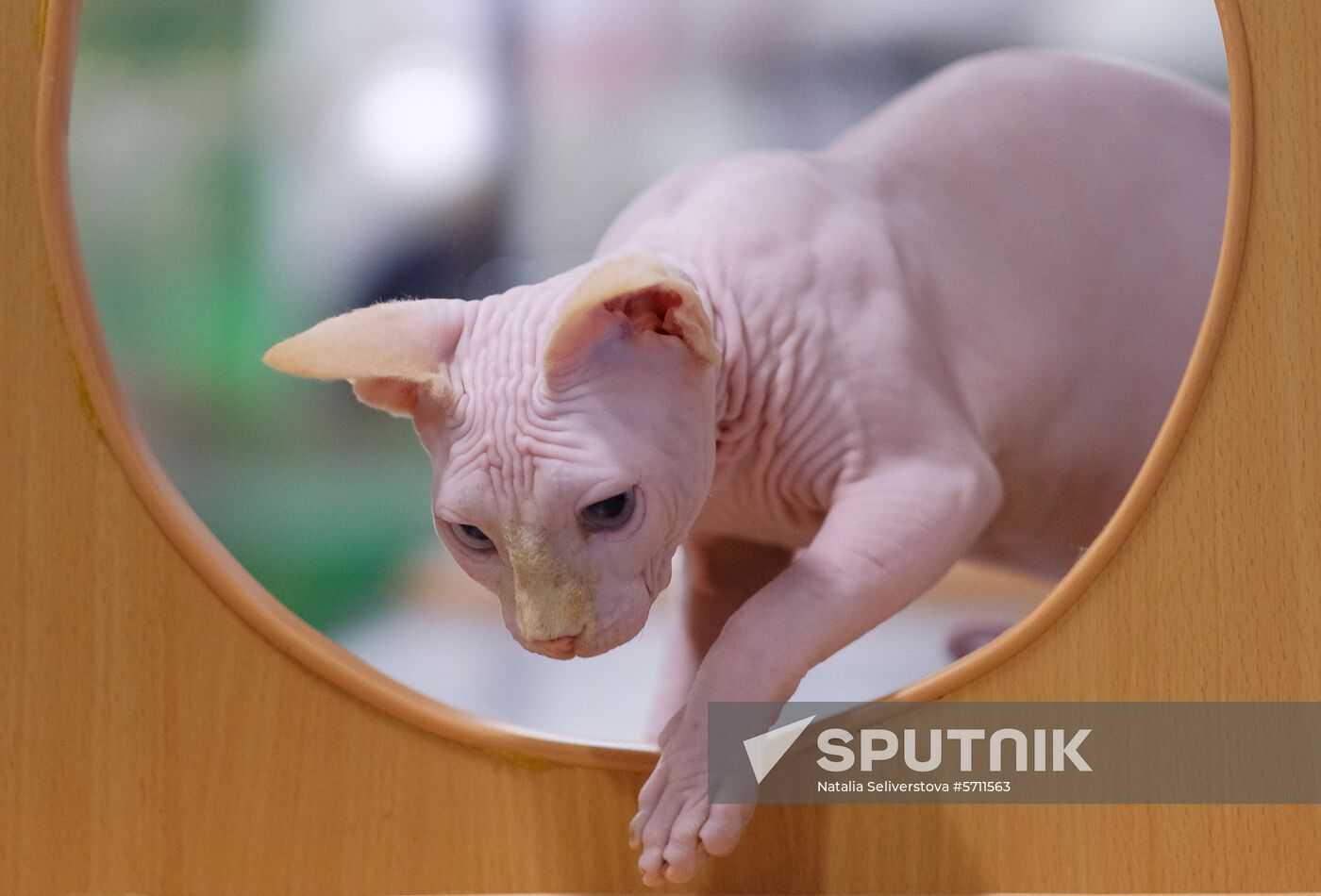 Russia Cat Show