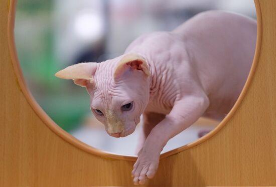 Russia Cat Show