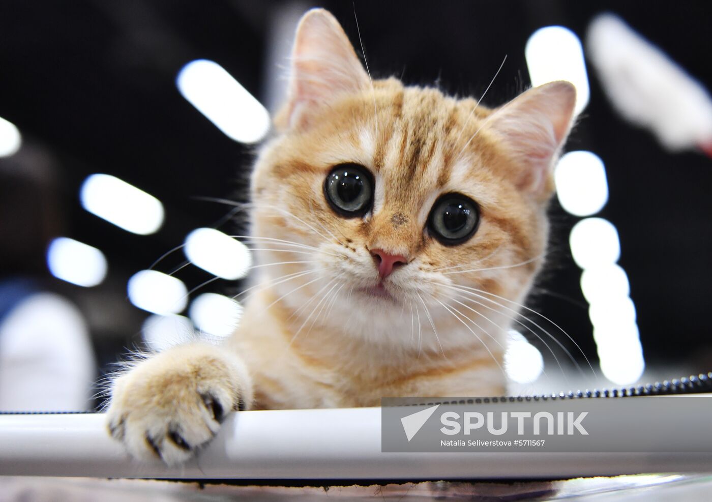 Russia Cat Show