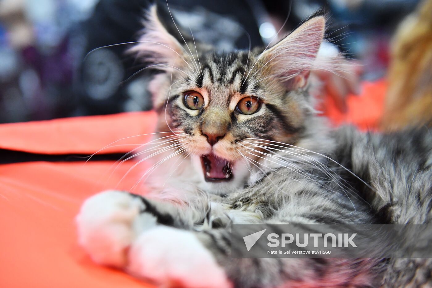 Russia Cat Show