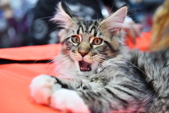 Russia Cat Show