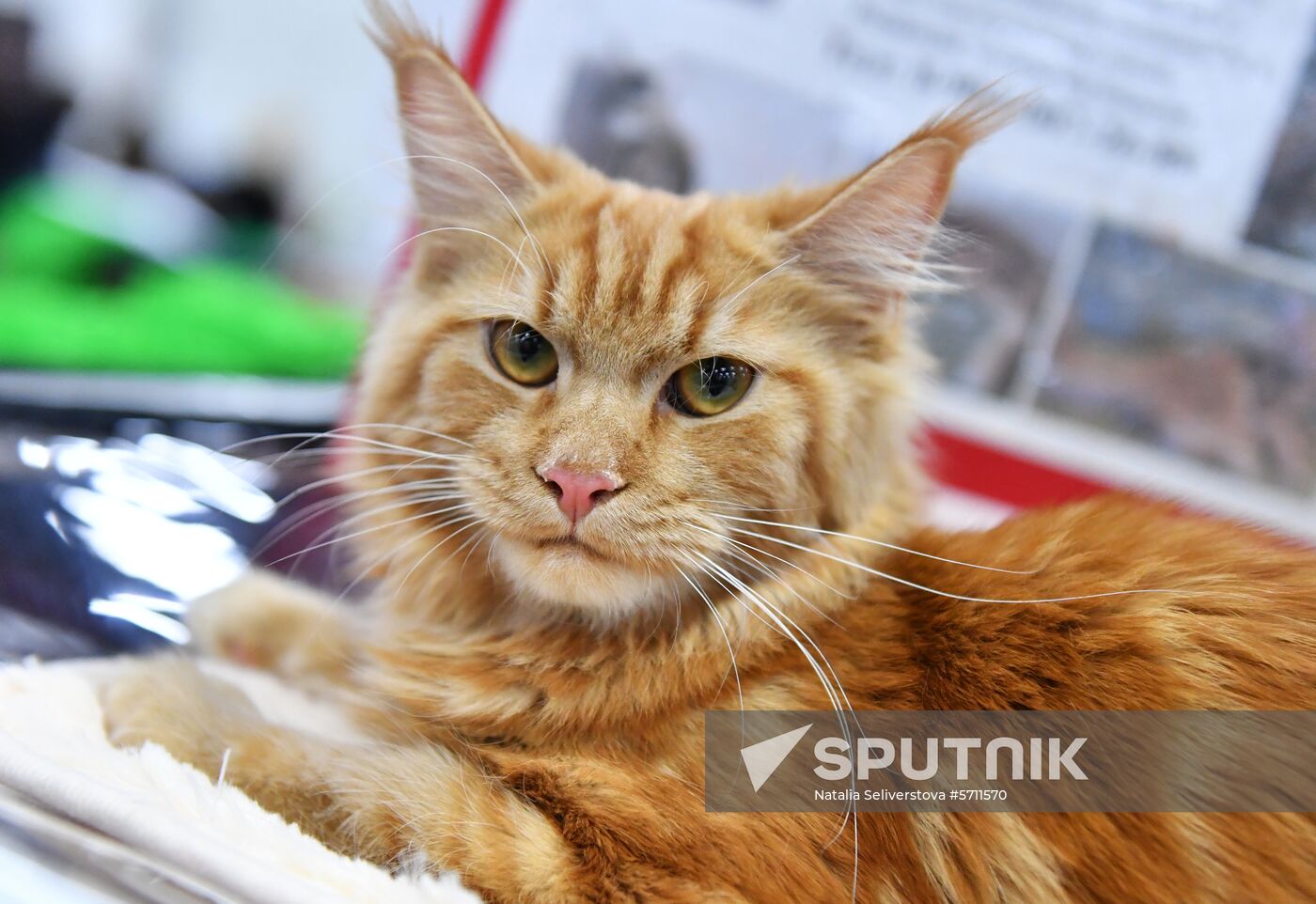 Russia Cat Show