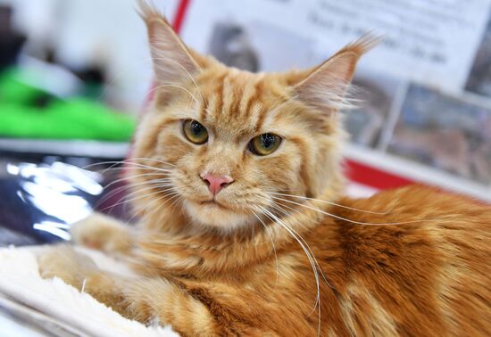 Russia Cat Show